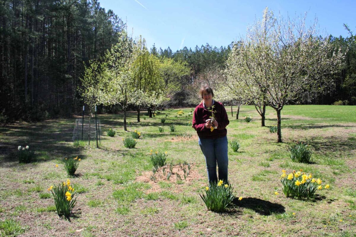 Easy Methodology for Propagating Peach Timber from Softwood Cuttings