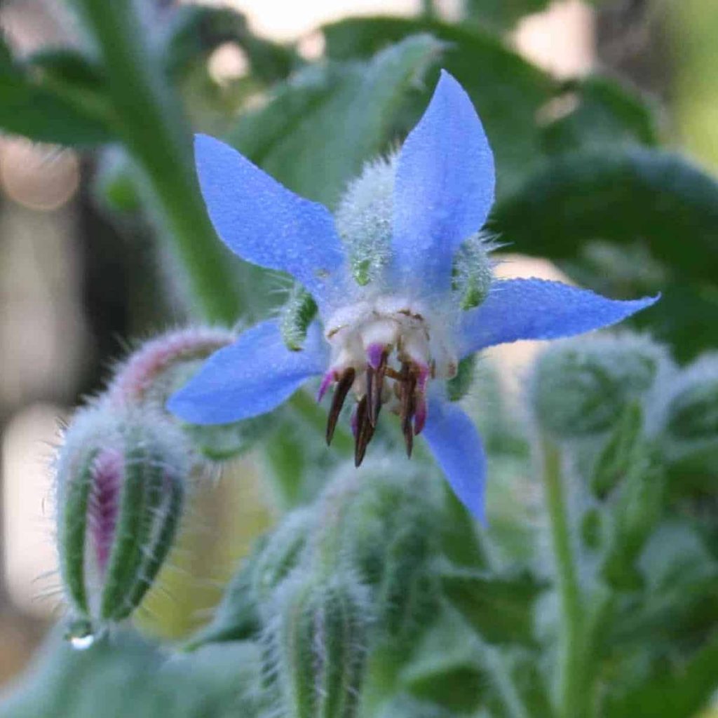 Plant Profile: Borage – Residence Backyard Pleasure