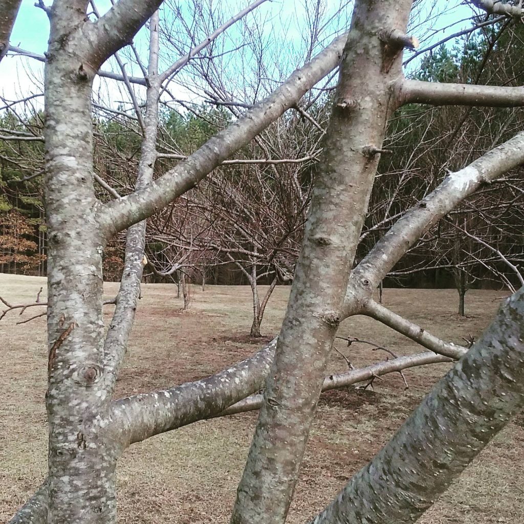 The best way to Prune Apple Bushes