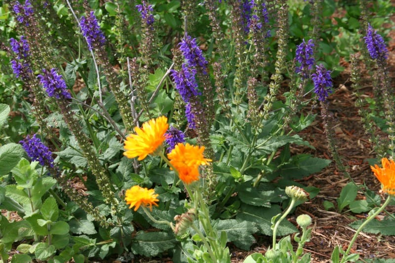 Methods to Make Calendula Hand Salve