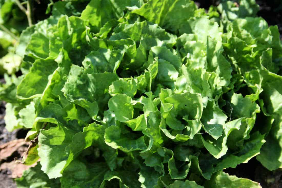 Straightforward Tricks to Develop and Get pleasure from Escarole